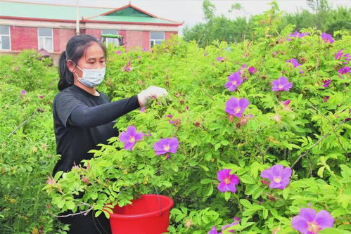 珲春敬信镇引入特产企业种植大果野玫瑰
