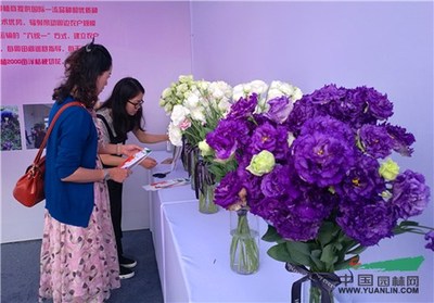 名特花卉同台比美 第十八届中国昆明国际花卉展精彩开幕